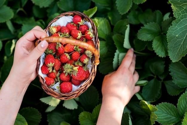 Comment Conserver Les Fraises Fraîchement Cueillies