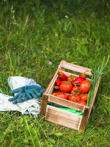 Comment Conserver Les Tomates De Votre Jardin