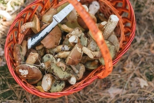 Comment Conserver Les Cèpes Frais